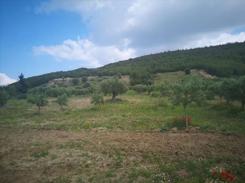 Land Of 18500 M² In Kassandra, Chalkidiki