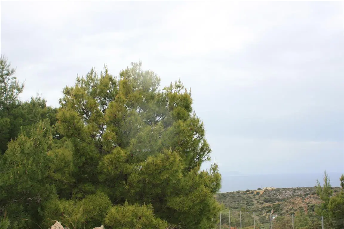 Land Of 5900 M² In Crete