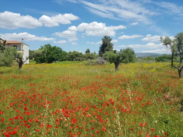 Land Of 449 M² In Sithonia, Chalkidiki