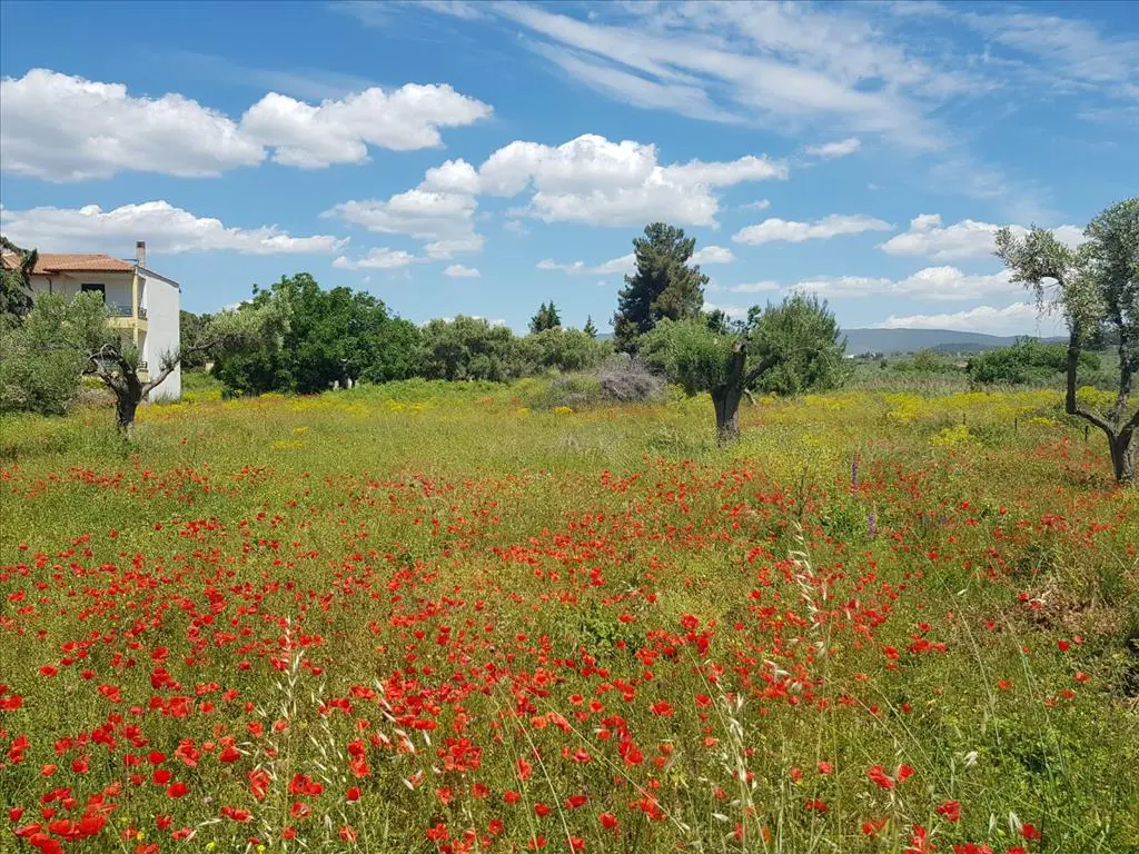Land Of 449 M² In Sithonia, Chalkidiki