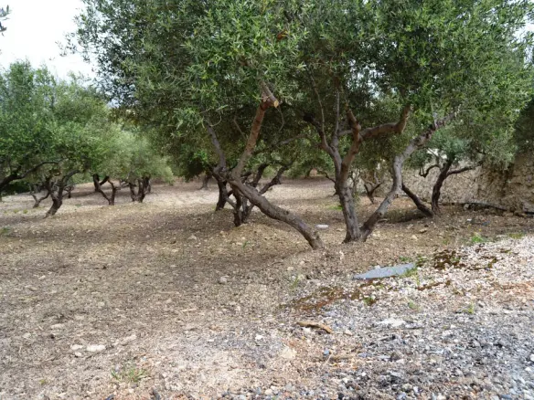 Land In Archanes, Greece