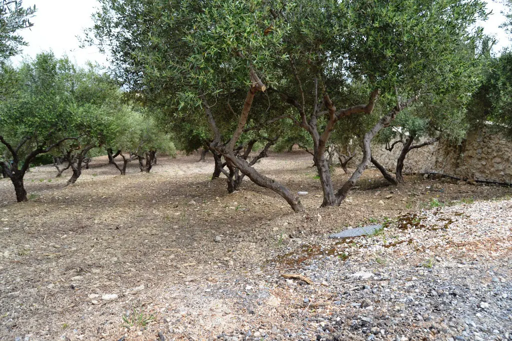 Land Of 3020 M² In Crete