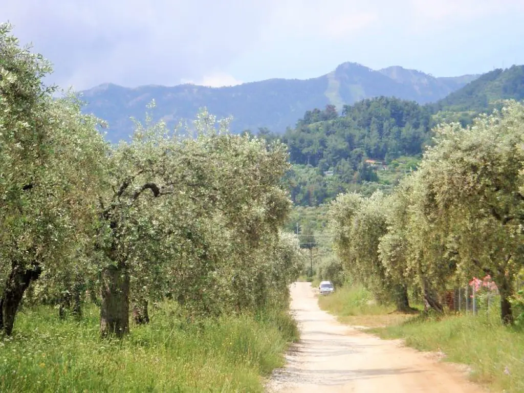 Land Of 1000 M² In Thassos
