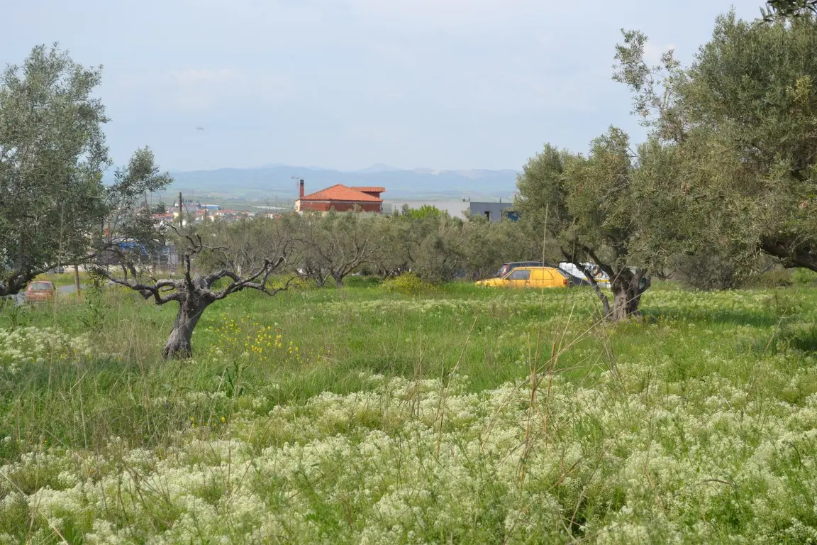 Land Of 6100 M² In Chalkidiki