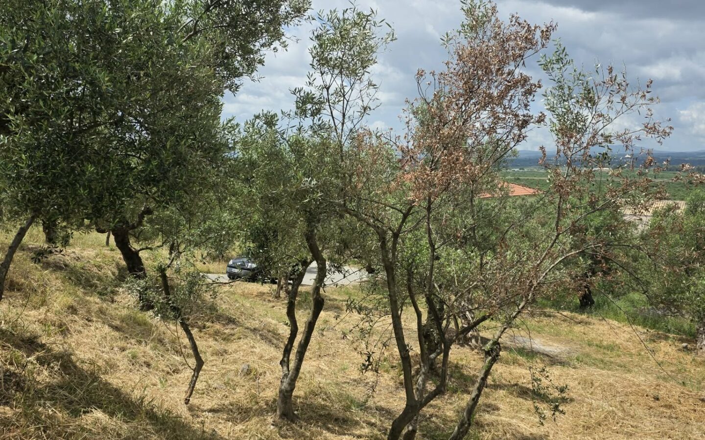 Plot Of 883.77 M² In Aithaia, Messinia, Peloponnese