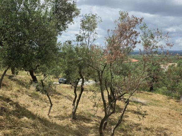 Plot Of 883.77 M² In Aithaia, Messinia, Peloponnese
