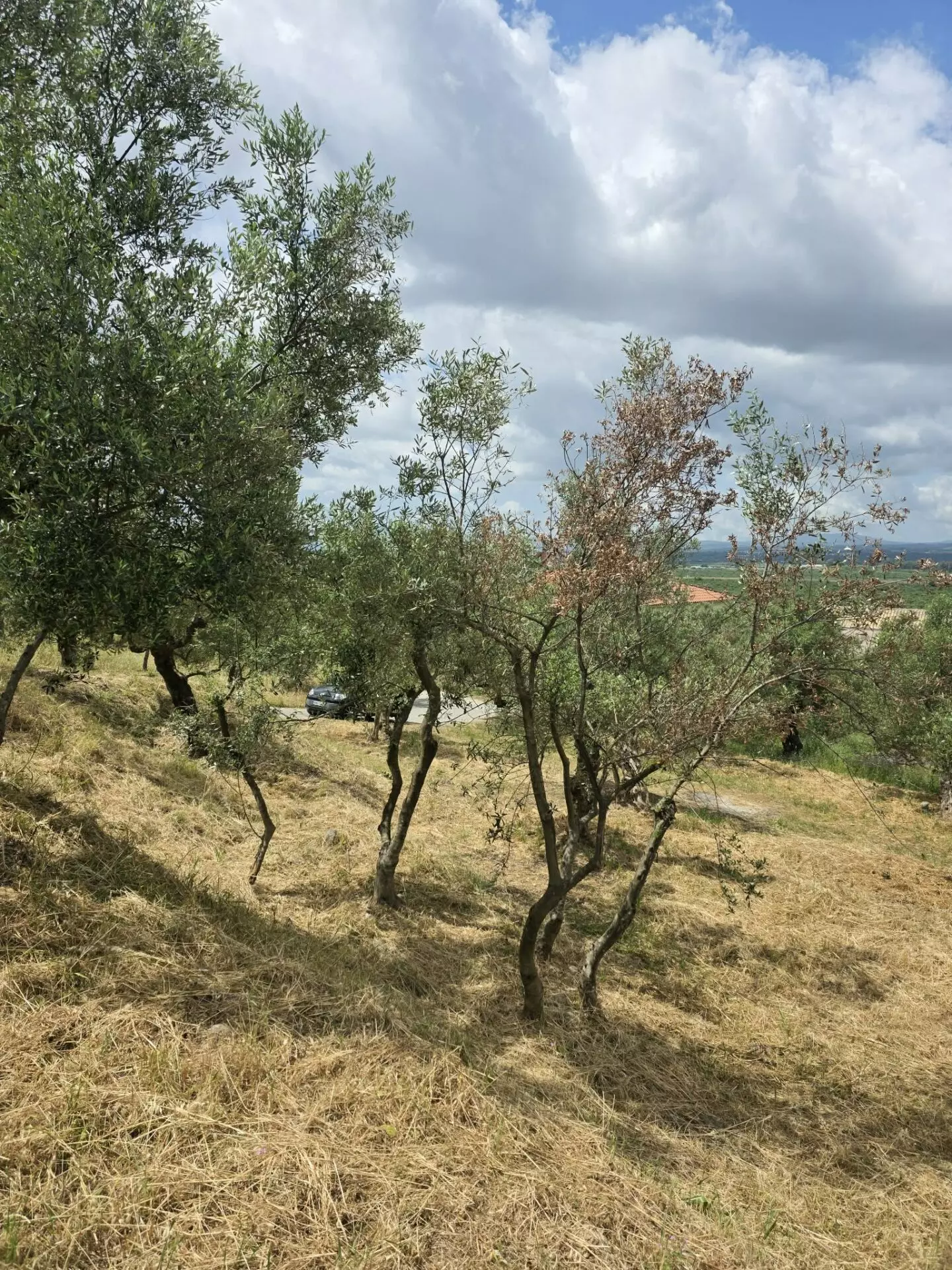 Plot Of 883.77 M² In Aithaia, Messinia, Peloponnese