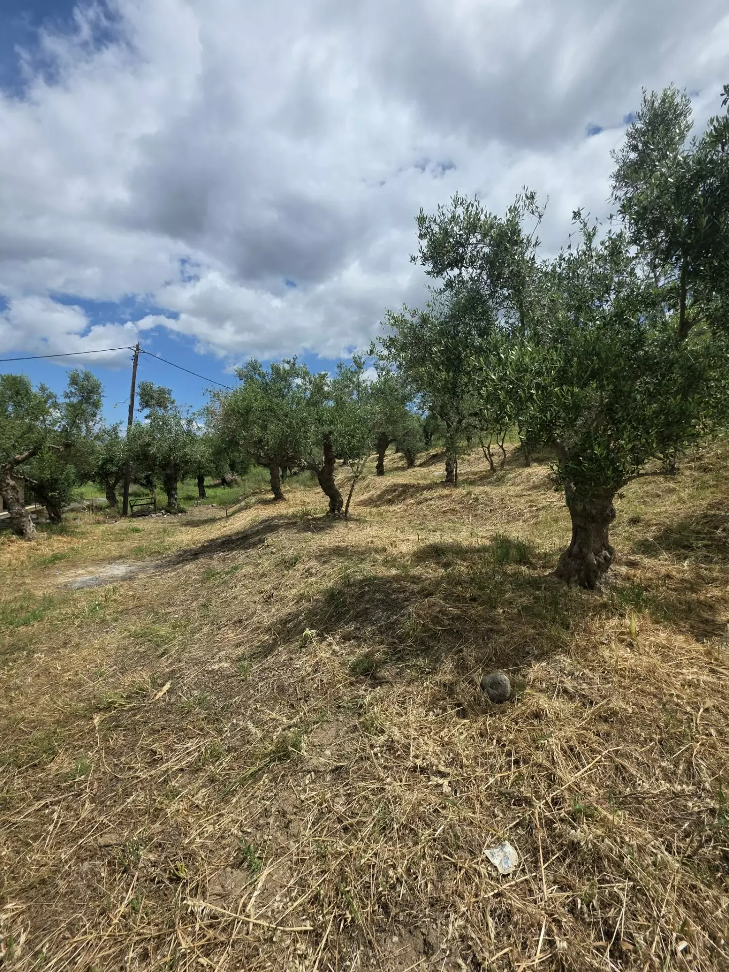 Plot Of 883.77 M² In Aithaia, Messinia, Peloponnese