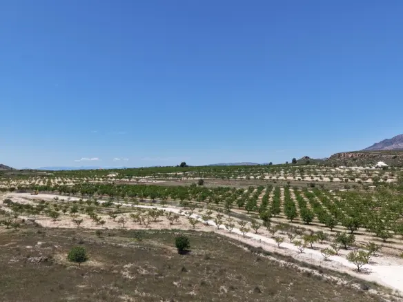 Land Of 0 M² In Pinoso, Spain
