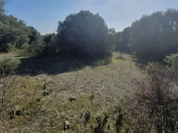 Land In Sithonia, Greece