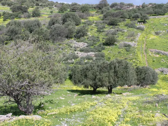 Land In Neapoli, Greece