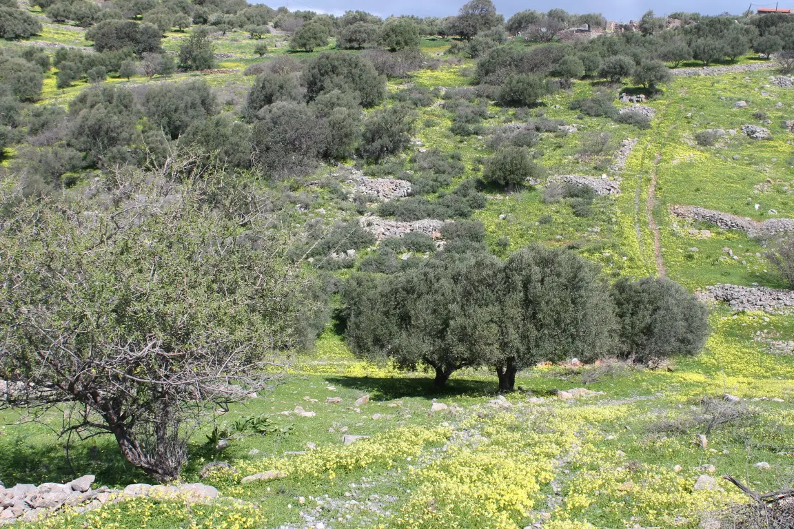 Land Of 10800 M² In Crete
