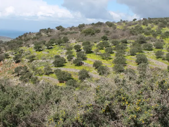 Land In Neapoli, Greece