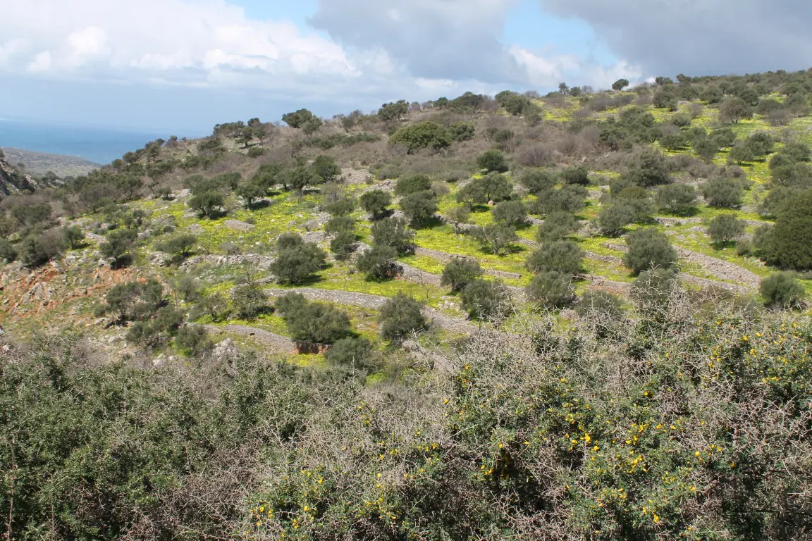 Land Of 10800 M² In Crete