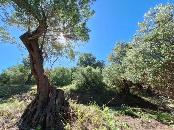 Land In Corfu, Greece