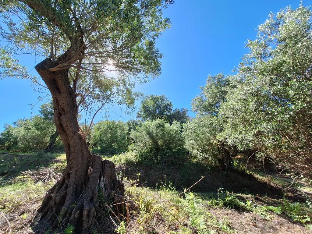 Land Of 7600 M² In Ionian Islands