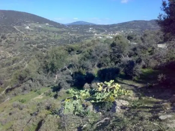 Land Of 116000 M² In Euboea Island