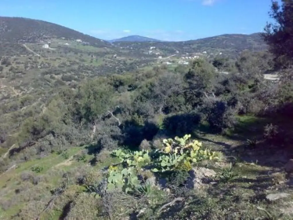 Land Of 116000 M² In Euboea Island