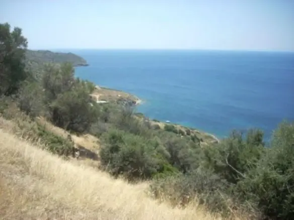 Land Of 116000 M² In Euboea Island