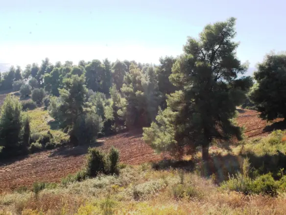 Land In Kassandra, Greece
