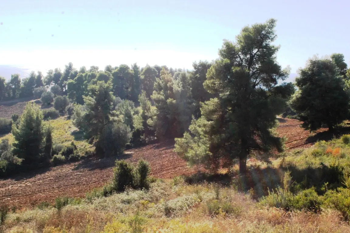 Land Of 9500 M² In Kassandra, Chalkidiki