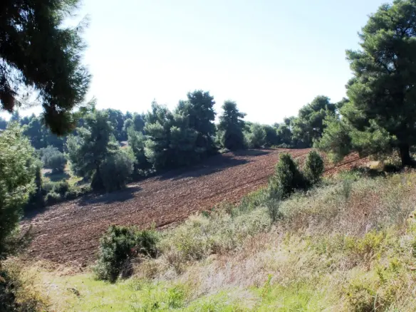 Land In Kassandra, Greece
