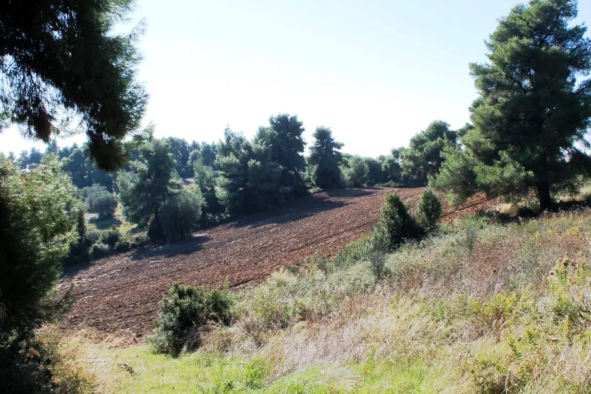 Land Of 9500 M² In Kassandra, Chalkidiki