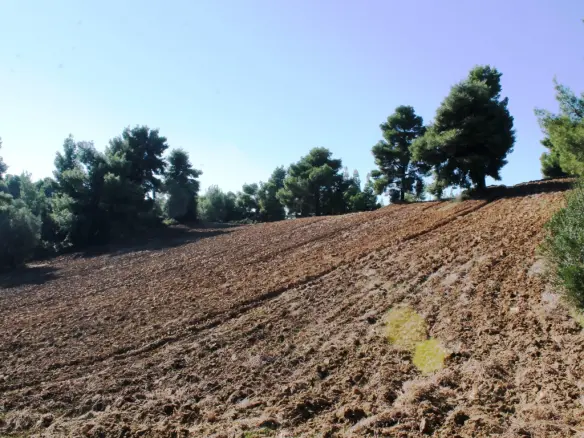 Land In Kassandra, Greece