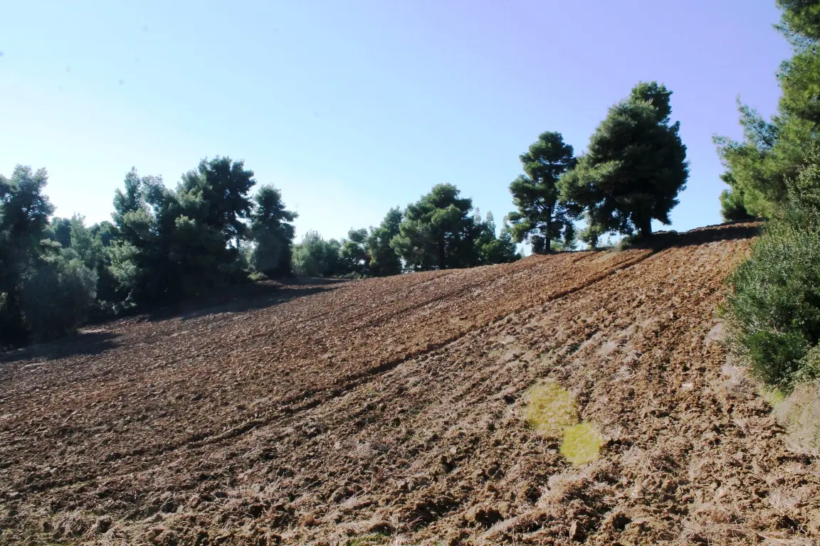 Land Of 9500 M² In Kassandra, Chalkidiki