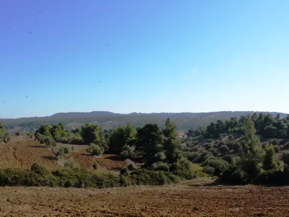 Land In Kassandra, Greece