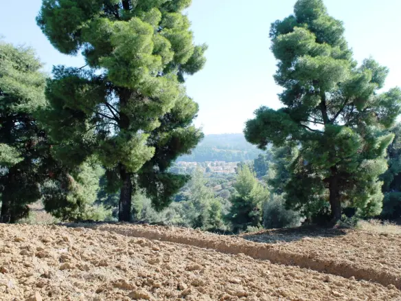 Land In Kassandra, Greece