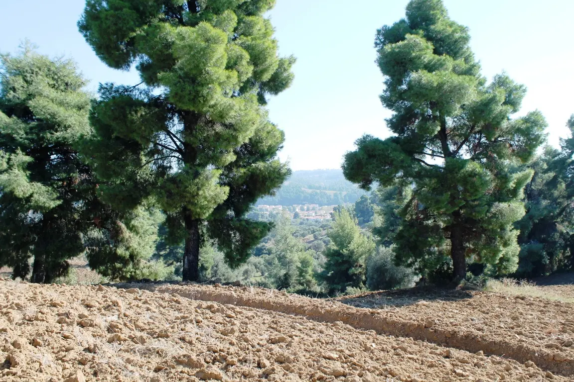 Land Of 9500 M² In Kassandra, Chalkidiki