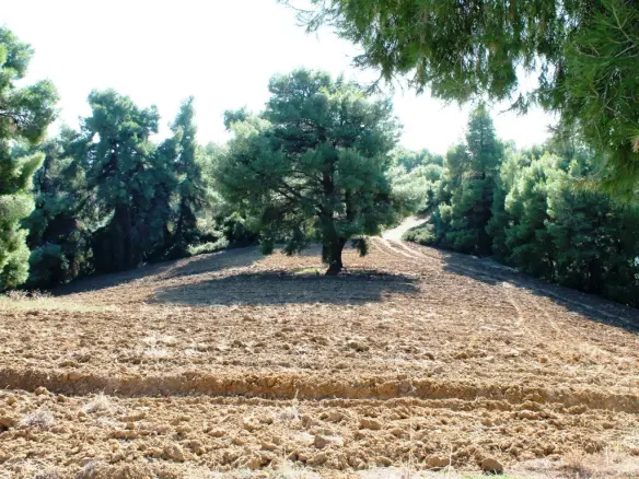 Land In Kassandra, Greece
