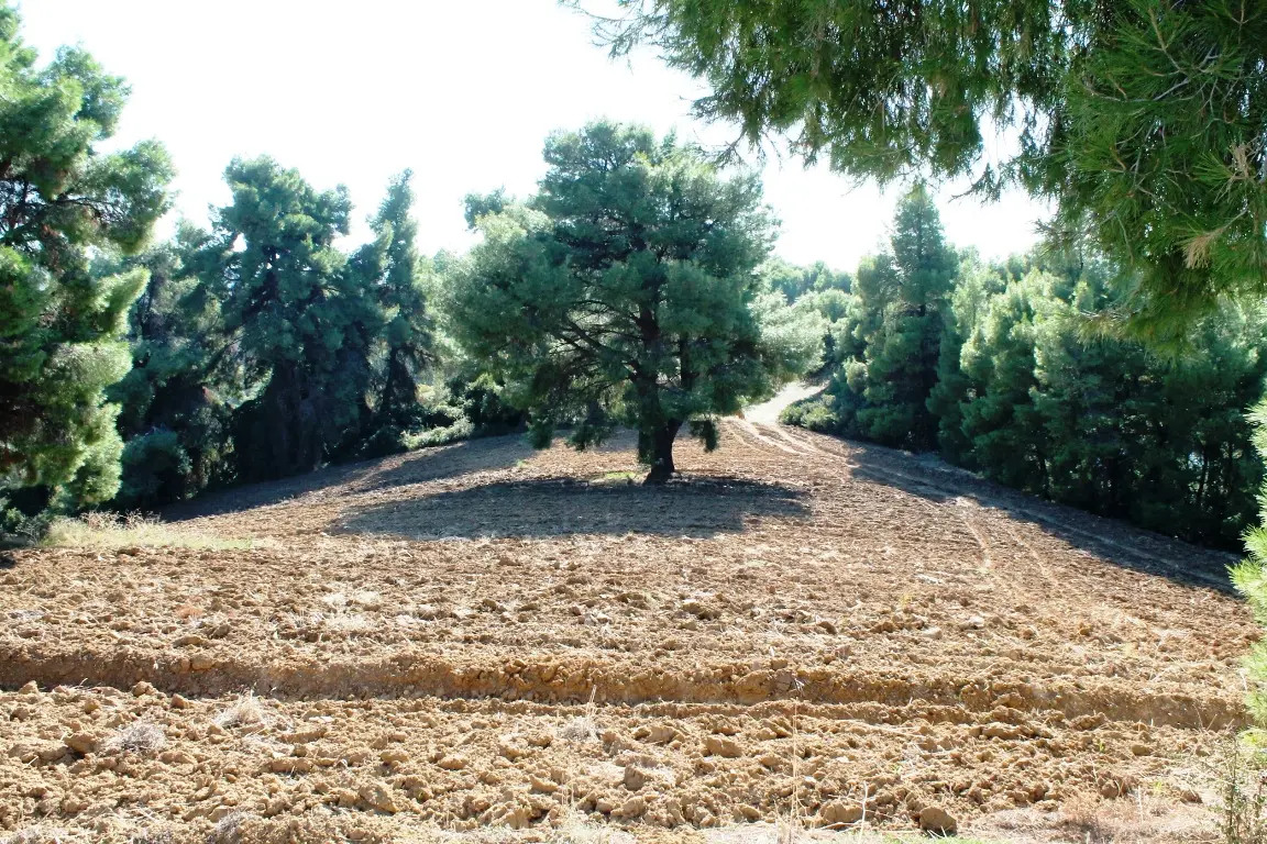 Land Of 9500 M² In Kassandra, Chalkidiki