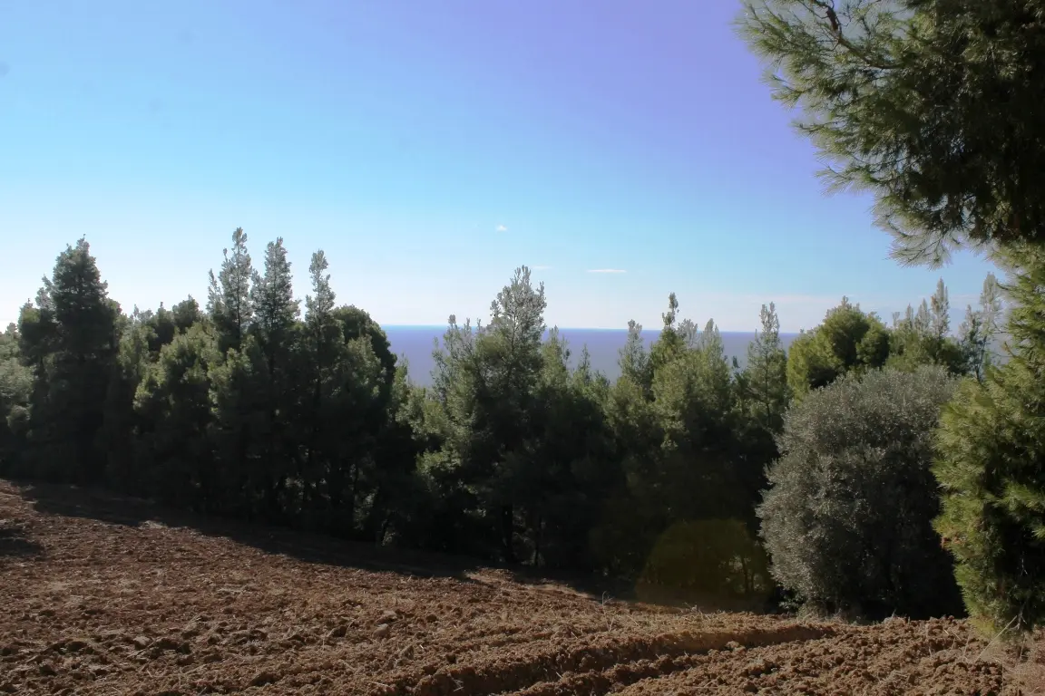 Land Of 9500 M² In Kassandra, Chalkidiki