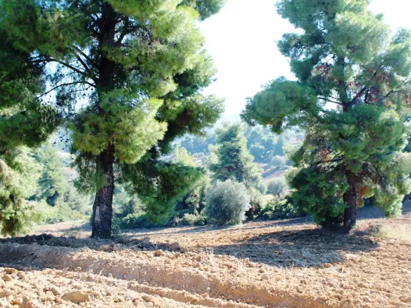 Land In Kassandra, Greece