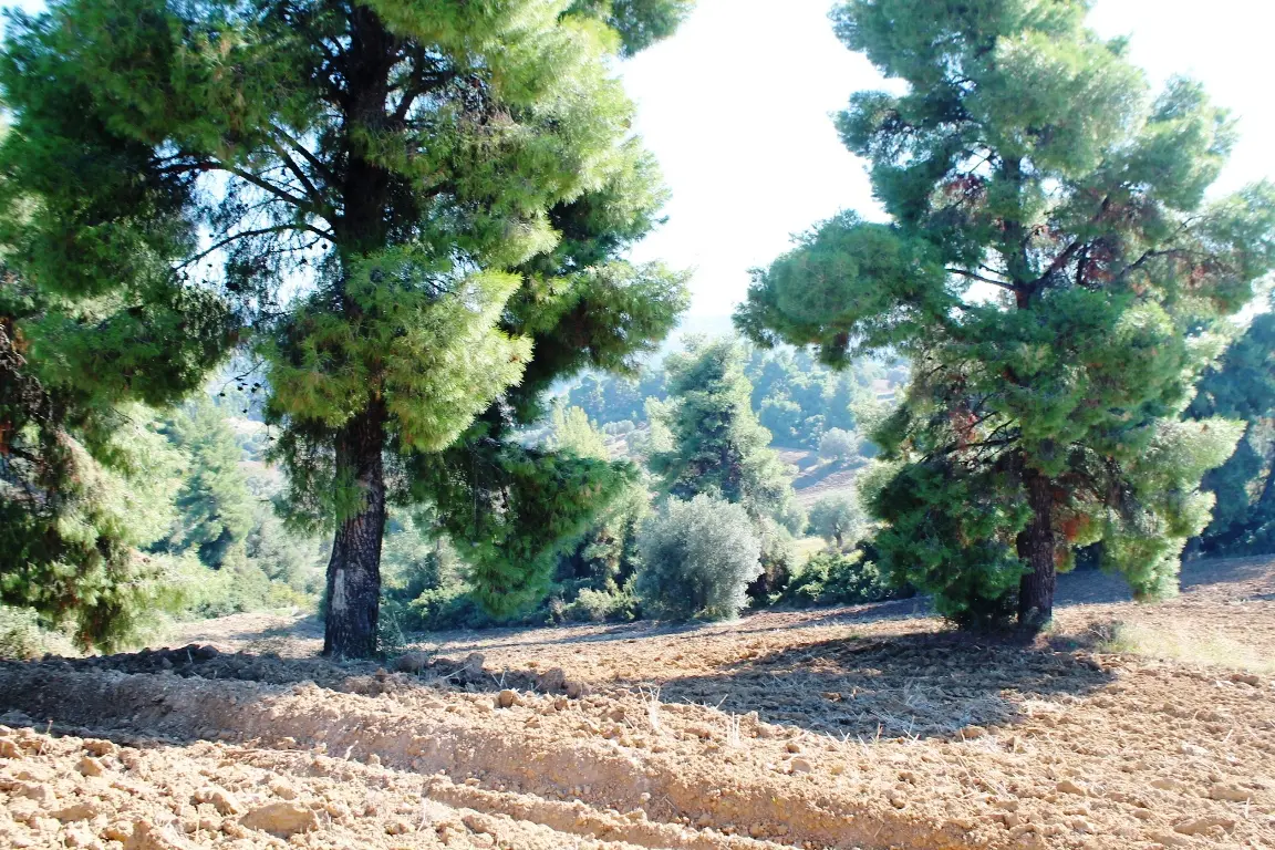 Land Of 9500 M² In Kassandra, Chalkidiki