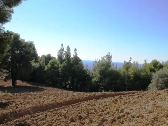 Land In Kassandra, Greece