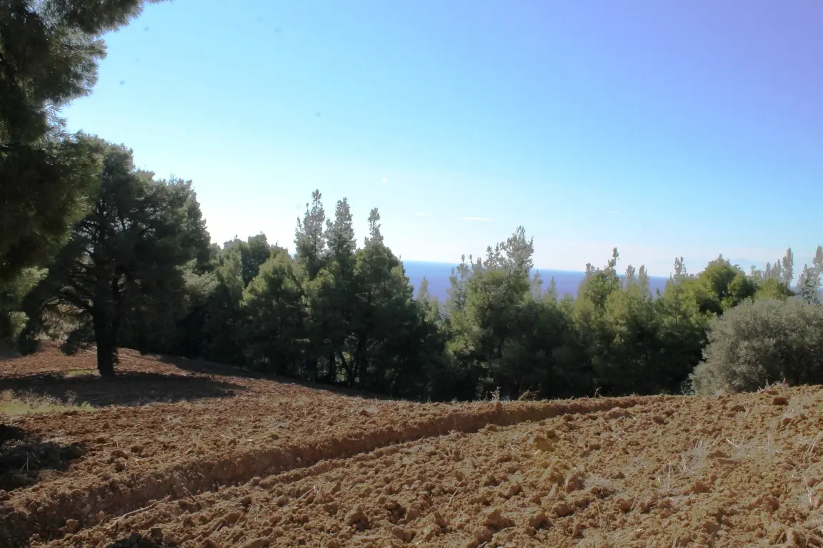 Land Of 9500 M² In Kassandra, Chalkidiki