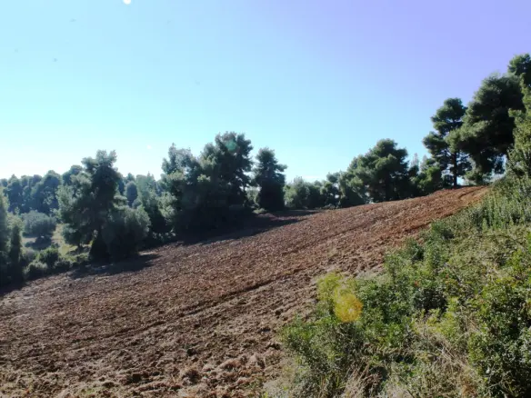 Land In Kassandra, Greece