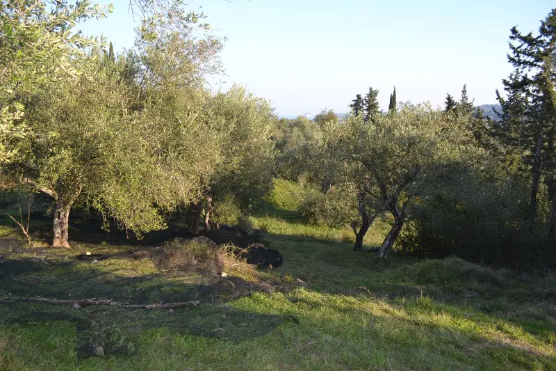 Land Of 8253 M² In Corfu