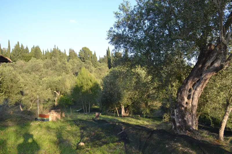 Land Of 8253 M² In Corfu