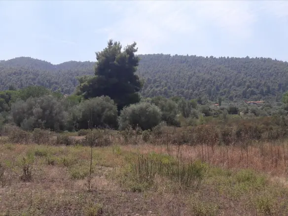 Land In Sithonia, Greece