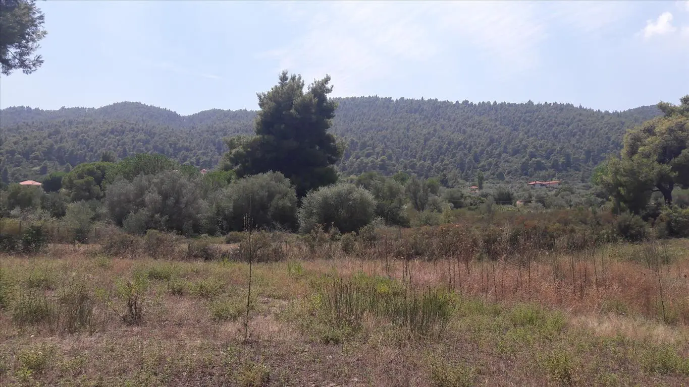 Land Of 6013 M² In Sithonia, Chalkidiki