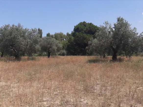 Land In Sithonia, Greece