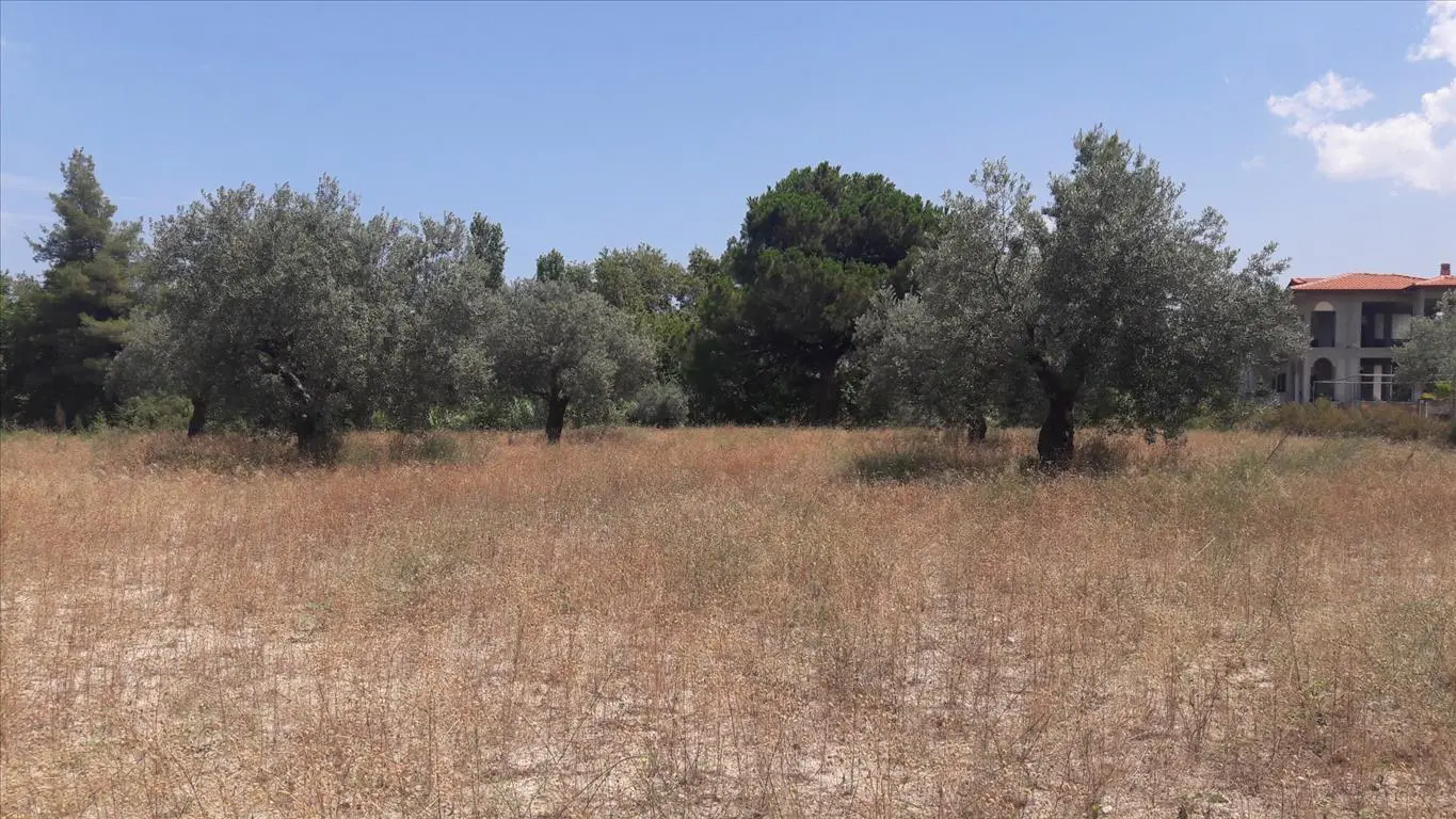 Land Of 6013 M² In Sithonia, Chalkidiki