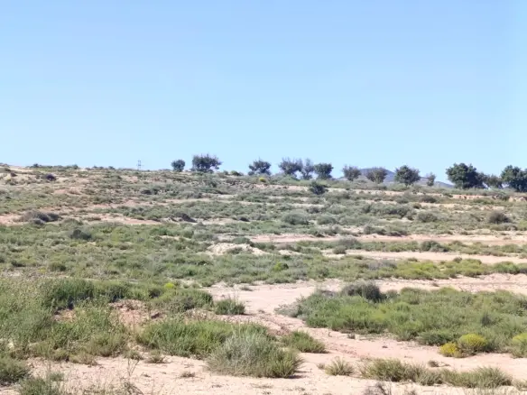 Country Land In Villena, Spain (36.336 M² Plot)
