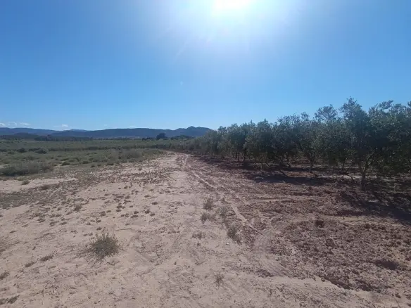 Country Land In Villena, Spain (36.336 M² Plot)