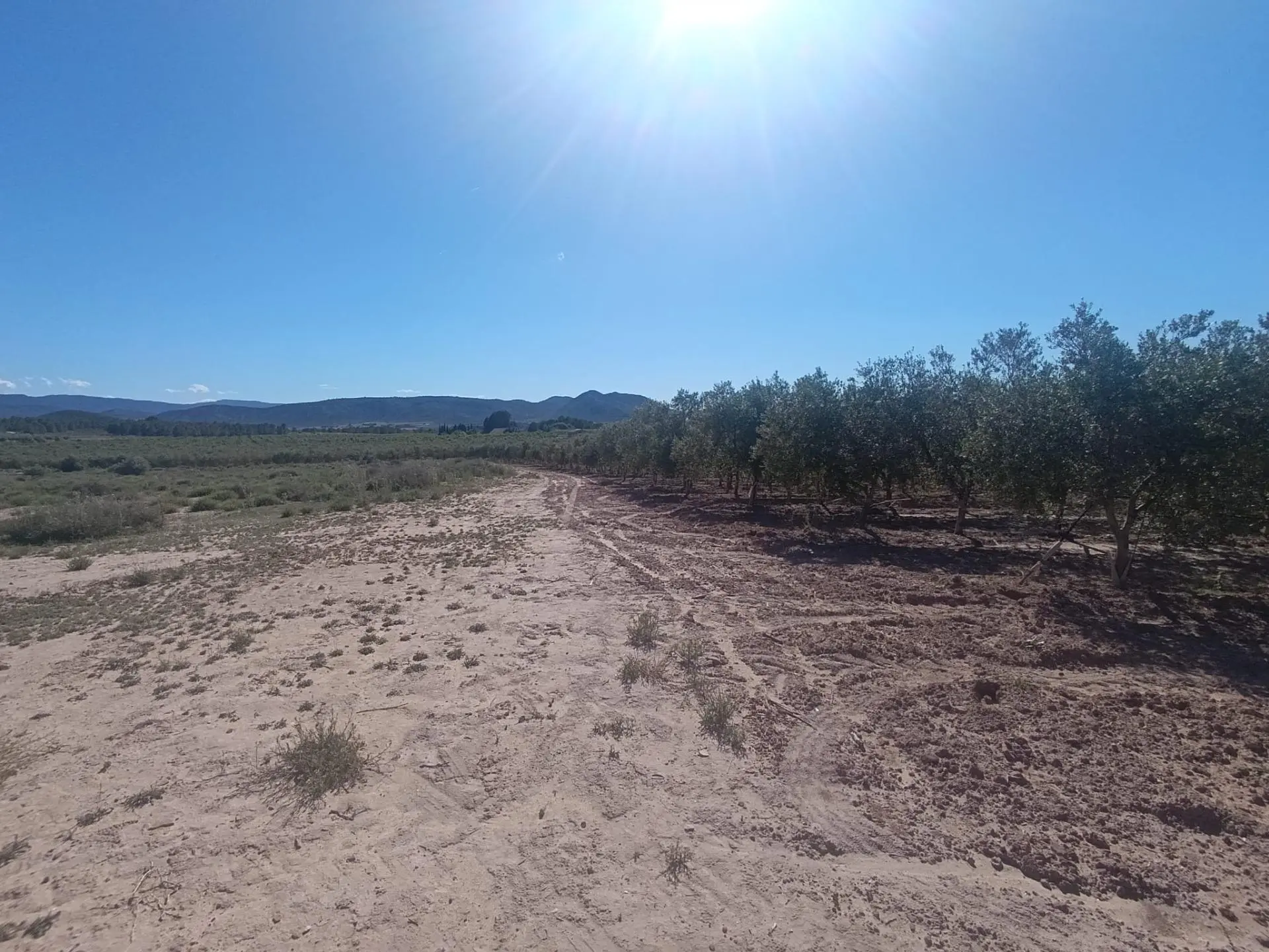 Country Land 0 M² In Villena, Spain