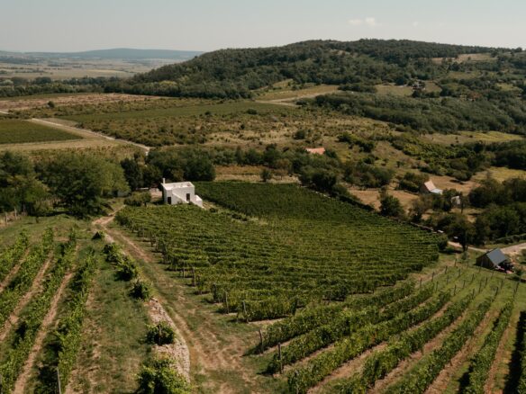 SazÜ Estate – Off-grid Lifestyle Brand & Vineyard Retreat At Lake Balaton Https://www.sazubalaton.com